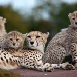 India में जन्मी Cheetah  ने Kuno में चार शावकों को जन्म दिया; कुल चीतों की संख्या 57 हो गई है।