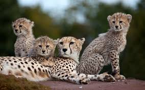 India में जन्मी Cheetah ने Kuno में चार शावकों को जन्म दिया; कुल चीतों की संख्या 57 हो गई है।
